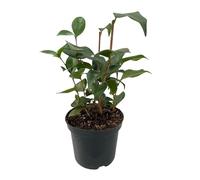 GreenboutiQ - Arbustes - Camelia japonica Tricolour - Fleurs Roses, Blanches et Rouges - 3 Plantes - 1 m2 - Persistant - Pot 15cm Hauteur 30cm