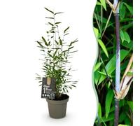 GreenboutiQ - Bambou - Fargesia Black Dragon - Vert - 2 Plantes - Persistant - Non envahissant - Pot 14cm Hauteur 35cm