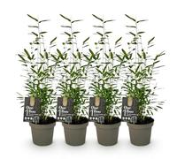 GreenboutiQ - Bambou - Fargesia Black Dragon - Vert - 4 Plantes - Persistant - Non envahissant - Pot 14cm Hauteur 35cm