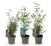 GreenboutiQ - Bambou - Fargesia Dragon Tricolour - Noir, Rouge, Bleu - 3 Plantes - Persistant - Ne Pas Envahir - Pot 14cm Hauteur 35cm