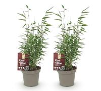 GreenboutiQ - Bambou - Fargesia Red Dragon - Vert - 2 Plantes - Persistant - Non Envahissant - Pot 14cm Hauteur 35cm