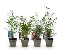 GreenboutiQ - Bambou - Fargesia Red Dragon - Vert - 4 Plantes - Persistant - Non Envahissant - Pot 14cm Hauteur 35cm
