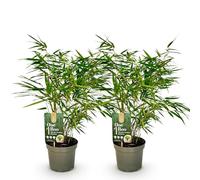 GreenboutiQ - Bambou - Fargesia rufa - Vert - 2 Plantes - Persistant - Non envahissant - Pot 17cm Hauteur 40cm