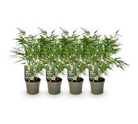 GreenboutiQ - Bambou - Fargesia rufa - Vert - 4 Plantes - Persistant - Non envahissant - Pot 17cm Hauteur 40cm