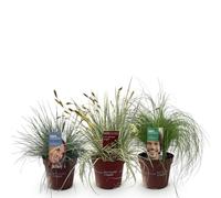 GreenboutiQ - Graminées - 3 Plantes - Bleu - Jaune - Vert - Persistant - Rustique - Pot 17cm Hauteur 50cm
