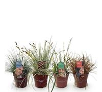 GreenboutiQ - Graminées Ornementales - 4 Plantes - Bleu - Jaune - Vert - Rouge - Persistant - Peu d'Entretien - Pot 17cm Hauteur 50cm