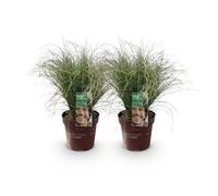 GreenboutiQ - Graminées Ornementales - Carex comans Frosted Curls - Vert - 2 Plantes - Persistantes - Peu d'Entretien - Pot 17cm Hauteur 50cm