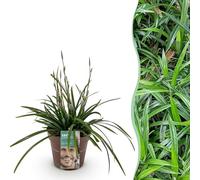 GreenboutiQ - Graminées ornementales - Carex morrowii Irish Green - Vert & Jaune - 1 Plante - Persistant - Rustique - Pot 17cm Hauteur 50cm