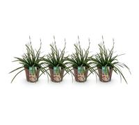 GreenboutiQ - Graminées Ornementales - Carex morrowii Irish Green - Vert & Jaune - 4 Plantes - Persistante - Peu d'Entretien - Pot de 17 cm Hauteur 50 cm