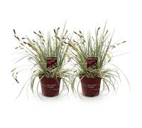 GreenboutiQ - Graminées Ornementales - Carex oshimensis Evergold - Jaune & Vert - 2 Plantes - Persistant - Peu d'Entretien - Pot 17cm Hauteur 50cm