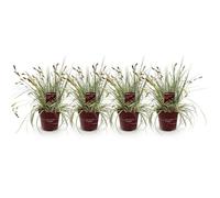 GreenboutiQ - Graminées Ornementales - Carex oshimensis Evergold - Jaune & Vert - 4 Plantes - Persistant - Peu d'Entretien - Pot 17cm Hauteur 50cm