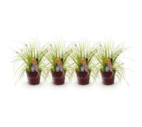 GreenboutiQ - Graminées Ornementales - Carex oshimensis Everillo - Jaune - 4 Plantes - Persistantes - Peu d'Entretien - Pot 17cm Hauteur 50cm