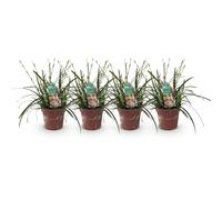 GreenboutiQ - Graminées ornementales - Carex oshimensis Intense Green - Vert - 4 Plantes - Persistant - Peu d'entretien - Pot 17cm Hauteur 50cm