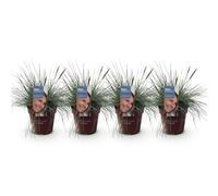 GreenboutiQ - Graminées Ornementales - Festuca glauca Intense Blue - Bleu - 4 Plantes - Persistantes - Peu d'Entretien - Pot de 17 cm Hauteur 50 cm