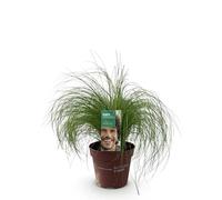 GreenboutiQ - Graminées Ornementales - Stipa tenuifolia Pony Tails - Vert - 4 Plantes - Persistantes - Peu d'Entretien - Pot 17cm Hauteur 50cm
