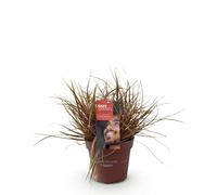 GreenboutiQ - Graminées Ornementales - Uncinia rubra Everflame - Rouge - 4 Plantes - Persistant - Peu d'Entretien - Pot 17cm Hauteur 50cm
