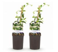 GreenboutiQ - Jasmin Toscane - Trachelospermum jasminoides - Fleurs Blanches - Persistant - 2 plantes - Pot 11cm Hauteur 40cm