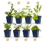 GreenboutiQ - Kit de plantes vivaces - Attire les Abeilles et les Papillons - 24 Plantes Vivaces - Pour 3 m2 - Couleurs Variées - Peu d'Entretien - Pot 11cm