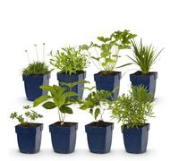 GreenboutiQ - Kit de plantes vivaces - Couleur Blanc - 8 Plantes vivaces - Pour 1 m2 - Couleurs variées - Peu d'entretien - Pot 11cm