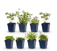 GreenboutiQ - Kit de plantes vivaces - Couverture de sol - 8 Plantes vivaces - Pour 1 m2 - Couleurs variées - Peu d'entretien - Pot 11cm