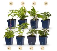 GreenboutiQ - Kit de plantes vivaces - Ombre - 24 Plantes Vivaces - Pour 3 m2 - Couleurs Variées - Peu d'Entretien - Pot de 11 cm