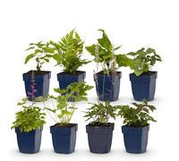 GreenboutiQ - Kit de plantes vivaces - Ombre - 8 Plantes Vivaces - Pour 1 m2 - Couleurs Variées - Peu d'Entretien - Pot 11cm