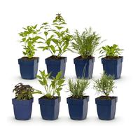 GreenboutiQ - Kit de plantes vivaces - Parfumé - 8 Plantes vivaces - Pour 1 m2 - Couleurs variées - Peu d'entretien - Pot 11cm