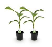 GreenboutiQ - Plante à fruits - Plante à bananes - Musa Basjoo - Rustique - 2 plantes - Pot 17cm Hauteur 40cm