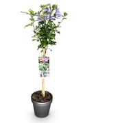 GreenboutiQ - Plante de jardin - Hibiscus syriacus Tricolour - Plante sur tige - Plante de terrasse - Feuillage caduc - Peu d'entretien - Pot 19cm Hauteur 90cm