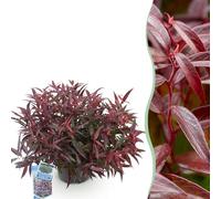 GreenboutiQ - Plante de jardin - Leucothoe Burning Love - Rouge - 1 Plante - Persistant - Peu d'entretien - Pot 17cm Hauteur 35-45cm