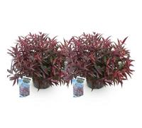 GreenboutiQ - Plante de jardin - Leucothoe Burning Love - Rouge - 2 Plantes - Persistante - Peu d'entretien - Pot 17cm Hauteur 35-45cm