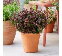 GreenboutiQ - Plante de jardin - Leucothoe Curly Red - Rouge - 2 Plantes - Persistant - Peu d'entretien - Pot 17cm Hauteur 40cm