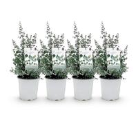 GreenboutiQ - Plante de terrasse - Arbre d'Eucalyptus - Eucalyptus gunni - Gris - 4 Plantes - Rustique - Pot 17cm Hauteur 40cm