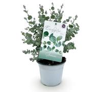GreenboutiQ - Plante de terrasse - Arbre d'Eucalyptus - Eucalyptus gunnii - Gris - 4 Plantes - Rustique - Pot 14cm Hauteur 30cm