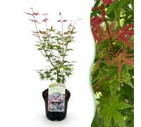 GreenboutiQ - Plante de terrasse - Erable du Japon - Acer palmatum Phoenix - Rose - 1 Plante - Caduc - Pot 19cm Hauteur 70cm