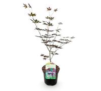 GreenboutiQ - Plante de terrasse - Erable du Japon - Acer palmatum Trompenburg - Violet Foncé - 1 Plante - Perte de Feuillage - Pot 19cm Hauteur 70cm