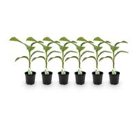 GreenboutiQ - Plante fruitière - Plante de banane - Musa Basjoo - Résistante à l'hiver - 6 plantes - Pot 17cm Hauteur 40cm