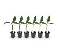 GreenboutiQ - Plante fruitière - Plante de banane - Musa sikkimensis Red Tiger - Rustique - 6 plantes - Pot 17cm Hauteur 40cm