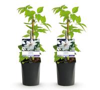 GreenboutiQ - Plante grimpante - Clematis Miss bateman - Fleur Rose - Peu d'entretien - 2 plantes - Pot 11cm Hauteur 40cm