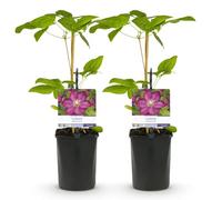GreenboutiQ - Plante grimpante - Clematis Ville de Lyon - Fleur Rose - Peu d'entretien - 2 plantes - Pot 11cm Hauteur 40cm