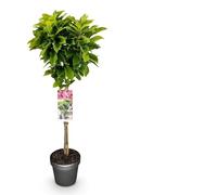 GreenboutiQ - Plante sur Tige - Magnolia Susan - Plante de Terrasse - Feuilles Caduques - Résistante au Froid - Fleurs Roses - Pot 19cm Hauteur 90cm