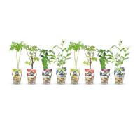 GreenboutiQ - Plantes à fruits - Arc-en-ciel - Groseille Rouge - Framboise Jaune - Mûre Noire - Myrtille Bleue - Rustique - 8 Plantes - Pot 9cm