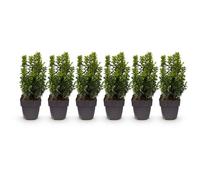 GreenboutiQ - Plantes de haie - Buxus sempervirens - feuillage vert - 6 plantes - 1 mètre linéaire - persistant - pot 17cm hauteur 45cm
