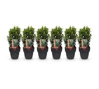 GreenboutiQ - Plantes de haie - Euonymus japonica Green Spire - feuilles vertes - 6 plantes - 1 mètre linéaire - persistant - pot de 17 cm hauteur 40 cm