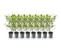 GreenboutiQ - Plantes de haie - Ligustrum ovalifolium Aureum - feuilles jaune vert - 8 plantes - 1 mètre linéaire - persistant - pot de 9 cm hauteur 35-40 cm