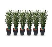 GreenboutiQ - Plantes de haie - Ligustrum ovalifolium - feuillage vert - 6 plantes - 1 mètre linéaire - persistant - pot 17cm hauteur 60cm