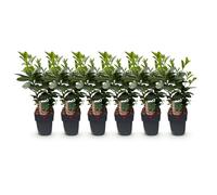GreenboutiQ - Plantes de haie - Prunus laurocerasus Etna - feuillage vert - 6 plantes - 1 mètre linéaire - persistant - pot de 17 cm de hauteur 50 cm