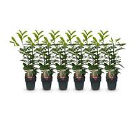 GreenboutiQ - Plantes de haie - Prunus laurocerasus Novita - feuillage vert - 6 plantes - 1 mètre linéaire - persistant - pot de 17cm hauteur 60cm