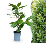 GreenboutiQ - Plantes de haie - Prunus laurocerasus Rotundifolia - feuillage vert - 8 plantes - 1 mètre linéaire - persistant - pot de 9cm hauteur 30-35cm