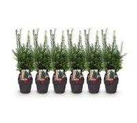 GreenboutiQ - Plantes de haie - Taxus media Hilii - feuillage vert - 6 plantes - 1 mètre linéaire - persistant - pot 17cm hauteur 60cm